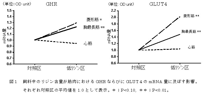 図1 飼料中のリジン含量が筋肉におけるGHRならびにGLUT4のmRNA量に及ぼす影響