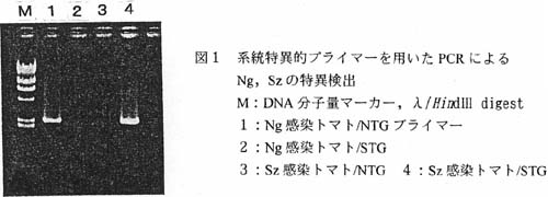 図1 系統特異的プライマーを用いたPCRによるNg,Szの特異検出