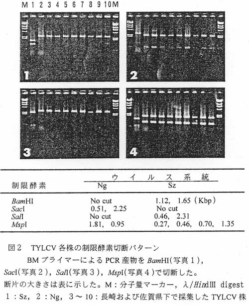 図2 TYLCV各株の制限酵素切断パターン