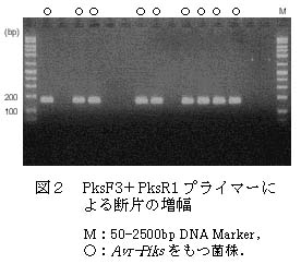 図2 PksF3+PksR1プライマーによる断片の増幅