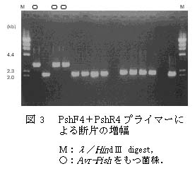 図3 PshF4+PshR4プライマーによる断片の増幅