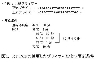 図1 RT-PCRに使用したプライマーおよび反応条件