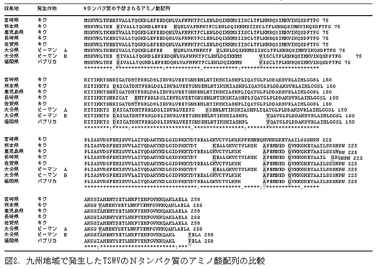 図2 九州地域で発生したTSWVのNタンパク質のアミノ酸配列の比較