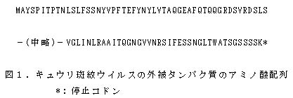 図1 キュウリ斑紋ウイルスの外被タンパク質のアミノ酸配列