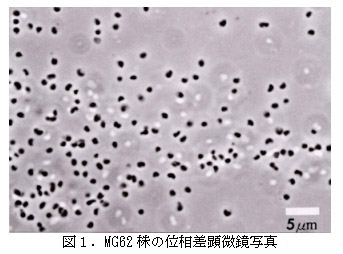 図1 MG62株の位相差顕微鏡写真
