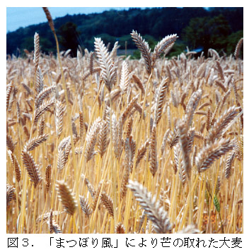 図3 「まつぼり風」により芒の取れた大麦