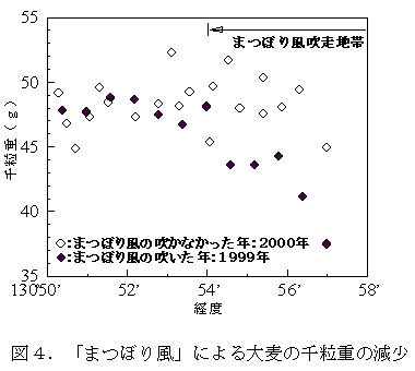 図4 「まつぼり風」による大麦の千粒重の減少