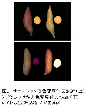 図1 サニーレッド皮色変異体SRM97(上)とアヤムラサキ肉色変異体AYM96(下)