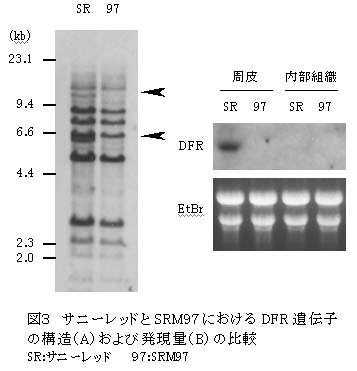 図3 サニーレッドとSRM97におけるDFR遺伝子の構造(A)および発現量(B)の比較