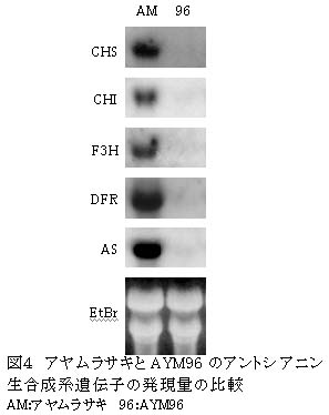 図4 アヤムラサキとAYM96のアントシアニン生合成系遺伝子の発現量の比較
