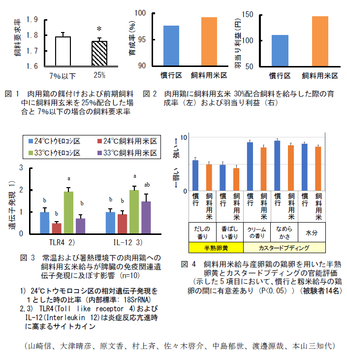 図1 肉用鶏の餌付けおよび前期飼料中に飼料用玄米を25%配合した場合と7%以下の場合の飼料要求率,図2 肉用鶏に飼料用玄米30%配合飼料を給与した際の育成率(左)および羽当り利益(右),図3 常温および暑熱環境下の肉用鶏への飼料用玄米給与が脾臓の免疫関連遺伝子発現に及ぼす影響 (n=10),図4 飼料用米給与産卵鶏の鶏卵を用いた半熟卵黄とカスタードプディングの官能評価