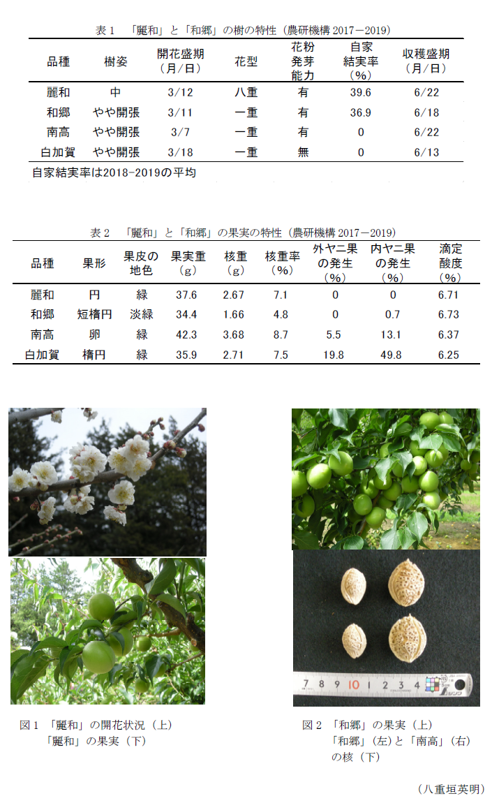 表1 「麗和」と「和郷」の樹の特性(農研機構2017-2019),表2 「麗和」と「和郷」の果実の特性(農研機構2017-2019),図1 「麗和」の開花状況(上)「麗和」の果実(下),図2 「和郷」の果実(上)「和郷」(左)と「南高」(右)の核(下)