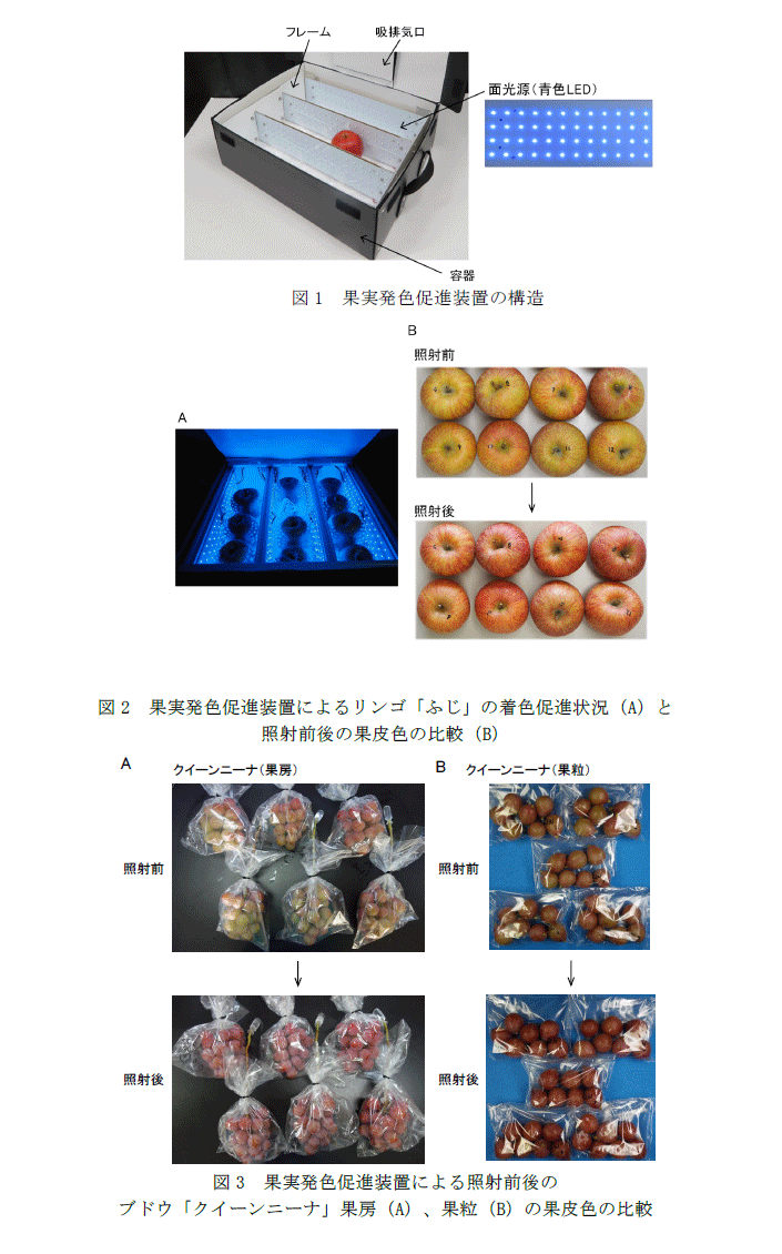 図1 果実発色促進装置の構造,図2 果実発色促進装置によるリンゴ「ふじ」の着色促進状況(A)と照射前後の果皮色の比較(B),図3 果実発色促進装置による照射前後のブドウ果房(A)、果粒(B)の果皮色の比較