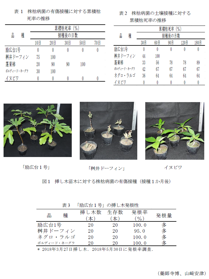 表1 株枯病菌の有傷接種に対する累積枯死率の推移,表2 株枯病菌の土壌接種に対する累積枯死率の推移,図1 挿し木苗木に対する株枯病菌の有傷接種(接種1か月後),表3 「励広台1号」の挿し木発根性