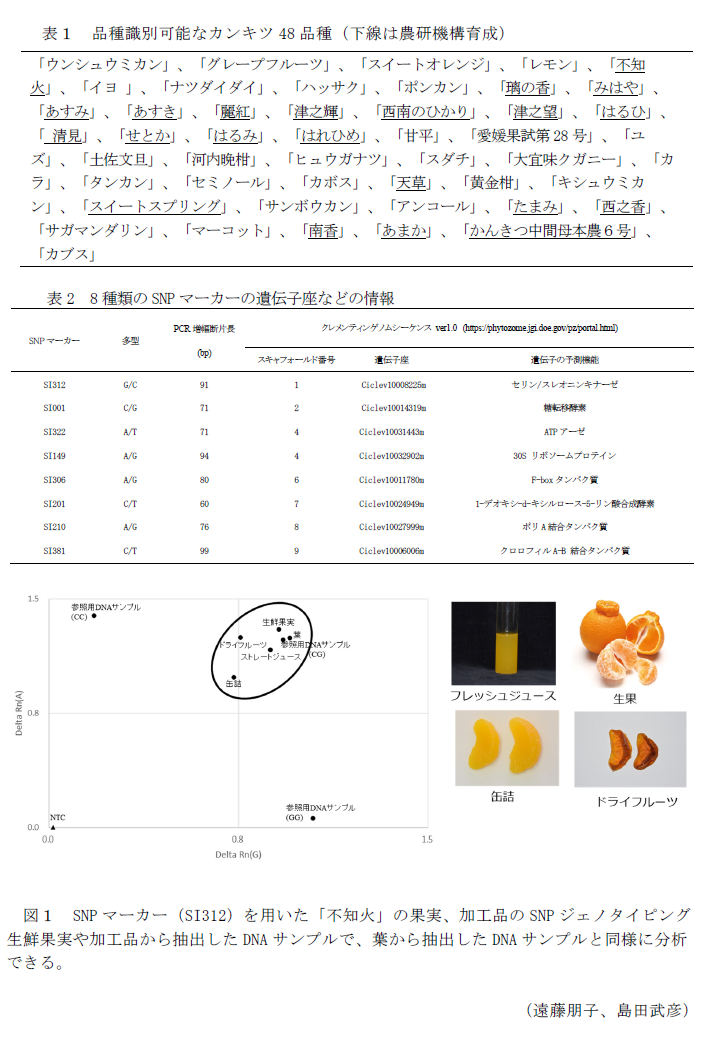 表1 品種識別可能なカンキツ48品種(下線は農研機構育成),表2 8種類のSNPマーカーの遺伝子座などの情報,図1 SNPマーカー(SI312)を用いた「不知火」の果実、加工品のSNPジェノタイピング 