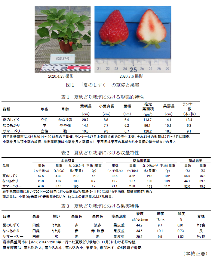 図1 「夏のしずく」の草姿と果実,表1 夏秋どり栽培における形態的特性,表2 夏秋どり栽培における収量特性,表3 夏秋どり栽培における果実特性