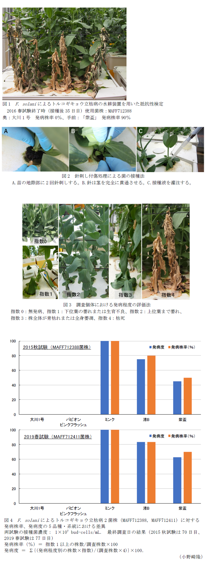 図1 F. solaniによるトルコギキョウ立枯病の水耕装置を用いた抵抗性検定 2016春試験終了時(接種後35日目)使用菌株:MAFF712388 奥:大川1号 発病株率0%、手前:「紫盃」 発病株率90%,図2 針刺し付傷処理による菌の接種法 A.苗の地際部に2回針刺しする。B.針は茎を完全に貫通させる。C.接種液を灌注する。,図3 調査個体における発病程度の評価法 指数0:無発病、指数1:下位葉の萎れまたは生育不良、指数2:上位葉まで萎れ、指数3:株全体が青枯れまたは全身萎凋、指数4:枯死,図4 F. solaniによるトルコギキョウ立枯病2菌株(MAFF712388, MAFF712411)に対する発病株率、発病度の5品種・系統における差異