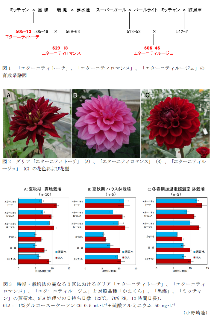 図1 「エターニティトーチ」、「エターニティロマンス」、「エターニティルージュ」の育成系譜図,図2 ダリア「エターニティトーチ」(A)、「エターニティロマンス」(B)、「エターニティルージュ」(C)の花色および花型,図3 時期・栽培法の異なる3区におけるダリア「エターニティトーチ」、「エターニティロマンス」、「エターニティルージュ」と対照品種「かまくら」、「黒蝶」、「ミッチャン」の蒸留水、GLA処理での日持ち日数 (23°C, 70% RH, 12時間日長).