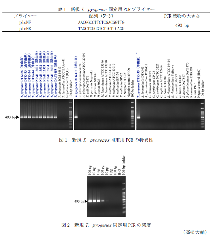 表1 新規T. pyogenes 同定用PCRプライマー,図1 新規T. pyogenes同定用PCRの特異性,図2 新規T. pyogenes同定用PCRの感度
