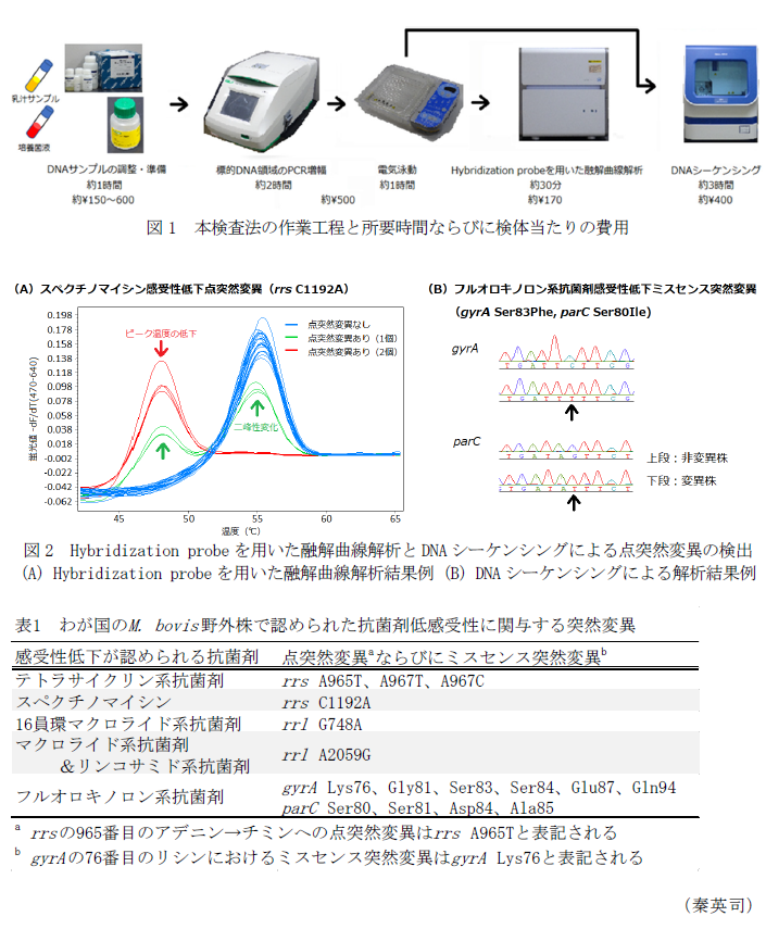 図1 本検査法の作業工程と所要時間ならびに検体当たりの費用,図2 Hybridization probeを用いた融解曲線解析とDNAシーケンシングによる点突然変異の検出,(A)Hybridization probeを用いた融解曲線解析結果例,(B)DNAシーケンシングによる解析結果例,表1 わが国のM. bovis野外株で認められた抗菌剤低感受性に関与する突然変異