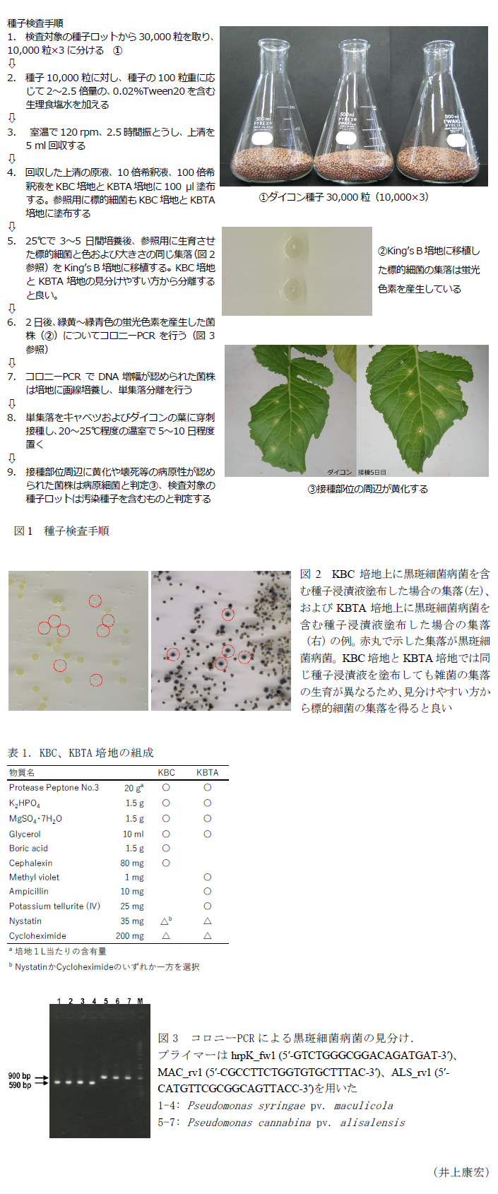 図1 種子検査手順,①ダイコン種子30,000粒(10,000×3),②King's B培地に移植した標的細菌の集落は蛍光色素を産生している,③接種部位の周辺が黄化する,図2 KBC培地上に黒斑細菌病菌を含む種子浸漬液塗布した場合の集落(左)、およびKBTA培地上に黒斑細菌病菌を含む種子浸漬液塗布した場合の集落(右)の例。,表1.KBC、KBTA培地の組成,図3 コロニーPCRによる黒斑細菌病菌の見分け.