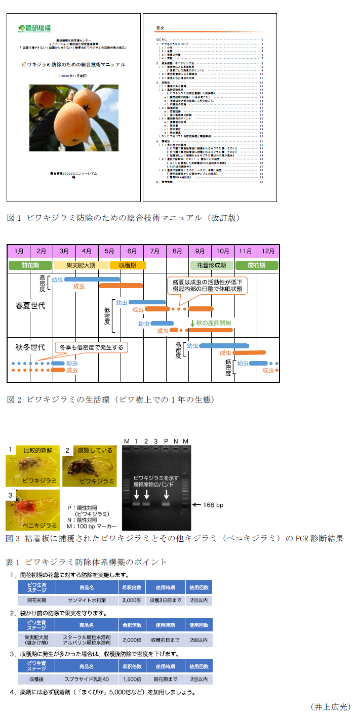 図1 ビワキジラミ防除のための総合技術マニュアル(改訂版),図2 ビワキジラミの生活環(ビワ樹上での1年の生態),図3 粘着板に捕獲されたビワキジラミとその他キジラミ(ベニキジラミ)のPCR診断結果,表1 ビワキジラミ防除体系構築のポイント