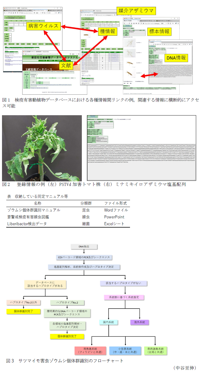 図1 検疫有害動植物データベースにおける各種情報間リンクの例。,図2  登録情報の例(左)PSTVd加害トマト株(右)ミナミキイロアザミウマ塩基配列,表 収納している同定マニュアル等,図3 サツマイモ害虫ゾウムシ個体群識別のフローチャート