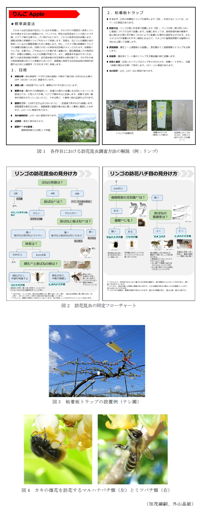 図1 各作目における訪花昆虫調査方法の解説(例:リンゴ),図2 訪花昆虫の同定フローチャート,図3 粘着板トラップの設置例(ナシ園),図4 カキの雄花を訪花するマルハナバチ類(左)とミツバチ類(右)