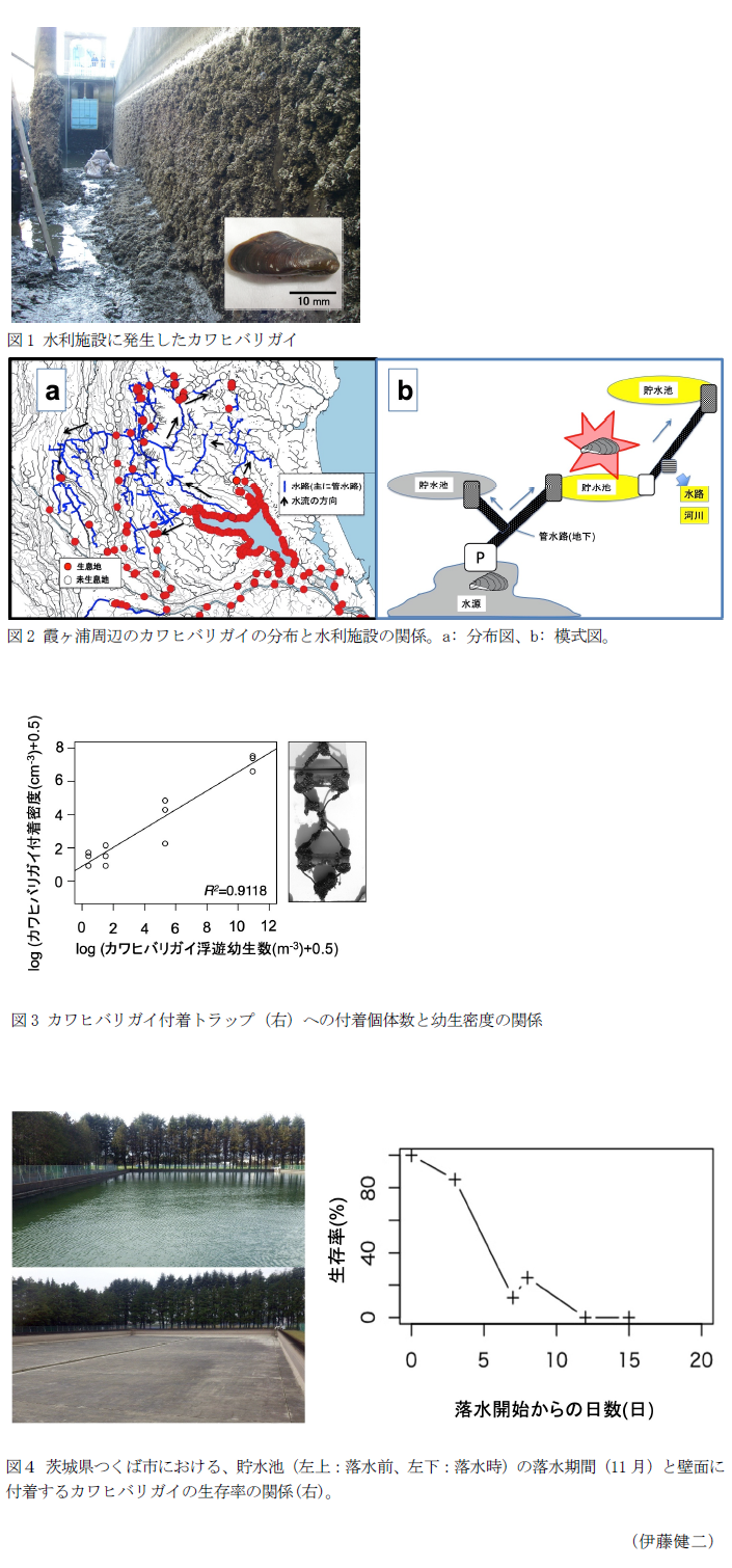 図1 水利施設に発生したカワヒバリガイ,図2 霞ヶ浦周辺のカワヒバリガイの分布と水利施設の関係。a: 分布図、b: 模式図。,図3 カワヒバリガイ付着トラップ(右)への付着個体数と幼生密度の関係,図4 茨城県つくば市における、貯水池(左上:落水前、左下:落水時)の落水期間(11月)と壁面に付着するカワヒバリガイの生存率の関係(右)。