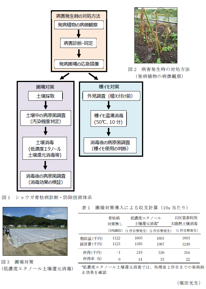 図1 ショウガ青枯病診断・防除技術体系,図2 病害発生時の対処方法(発病植物の病徴観察),図3 圃場対策(低濃度エタノール土壌還元消毒),表1 圃場対策導入による収支計算(10a当たり)