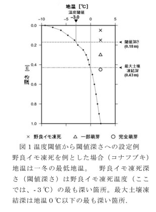 図1 温度閾値から閾値深さへの設定例 野良イモ凍死を例とした場合(コナフブキ)地温は一冬の最低地温。野良イモ凍死深さ(閾値深さ)は野良イモ凍死温度(ここでは、-3°C)の最も深い箇所。最大土壌凍結深は地温0°C以下の最も深い箇所