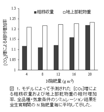 図1.モデルによって予測された [CO2]増による粗籾収量および地上部乾物重の相対増加率.全品種・気象条件のシミュレーション結果を全生育期間のN施肥量毎に平均して示した