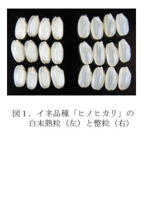 図1 イネ品種「ヒノヒカリ」の白身塾粒(左)と整粒(右)