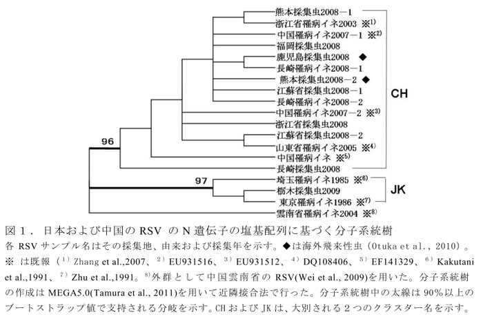 図1.日本および中国のRSV のN遺伝子の塩基配列に基づく分子系統樹