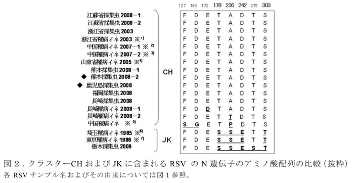 図2.クラスターCHおよびJKに含まれるRSV のN遺伝子のアミノ酸配列の比較