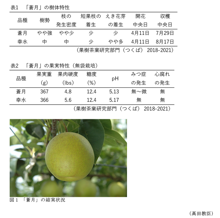 表1 「蒼月」の樹体特性,表2 「蒼月」の果実特性(無袋栽培),図1 「蒼月」の結実状況