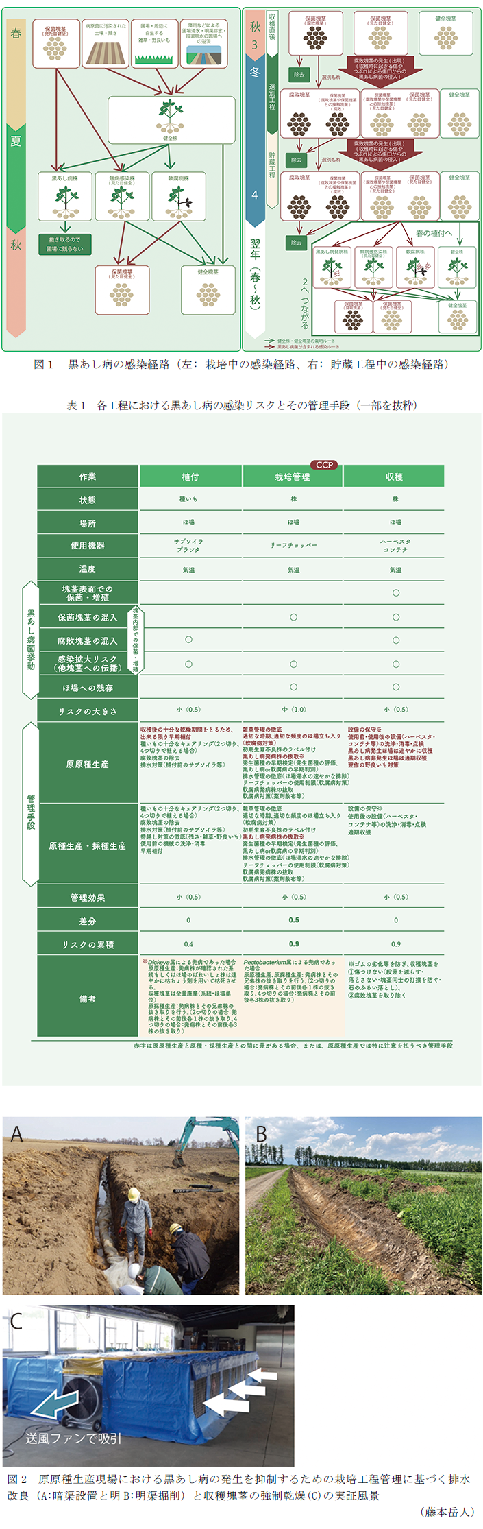 図1 黒あし病の感染経路(左: 栽培中の感染経路、右: 貯蔵工程中の感染経路),表1 各工程における黒あし病の感染リスクとその管理手段(一部を抜粋),図2 原原種生産現場における黒あし病の発生を抑制するための栽培工程管理に基づく排水改良(A:暗渠設置と明B:明渠掘削)と収穫塊茎の強制乾燥(C)の実証風景