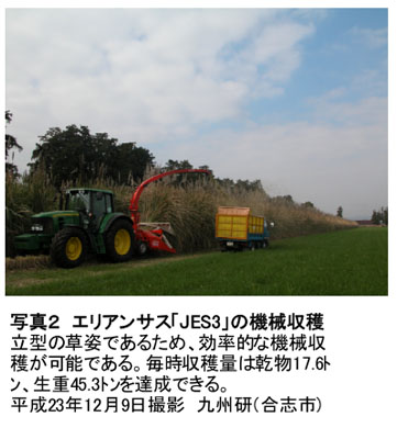 写真2 エリアンサス「JES3」の機械収穫