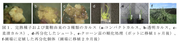 図1.完熟種子および葉鞘由来の3種類のカルス