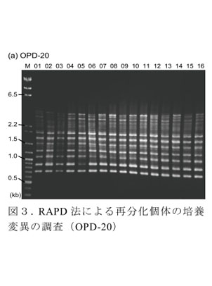図3.RAPD法による再分化個体の培養変異の調査