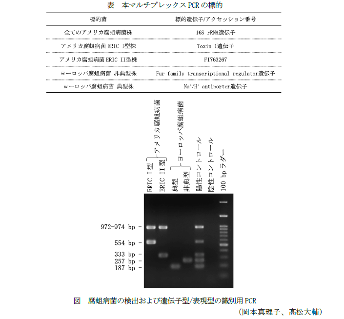 表 本マルチプレックスPCRの標的,図 腐蛆病菌の検出および遺伝子型/表現型の識別用PCR