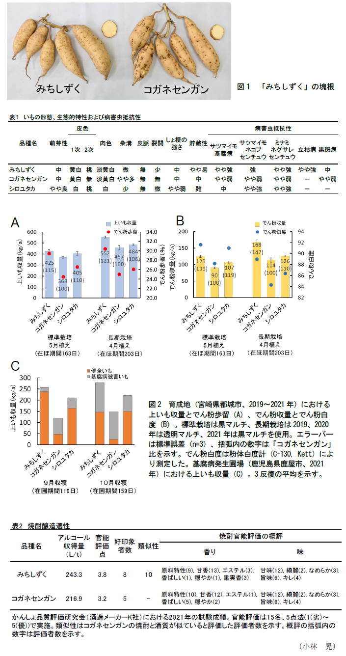 図1 「みちしずく」の塊根,表1～2,図2 育成地(宮崎県都城市、2019～2021年)における上いも収量とでん粉歩留(A)、でん粉収量とでん粉白度(B),