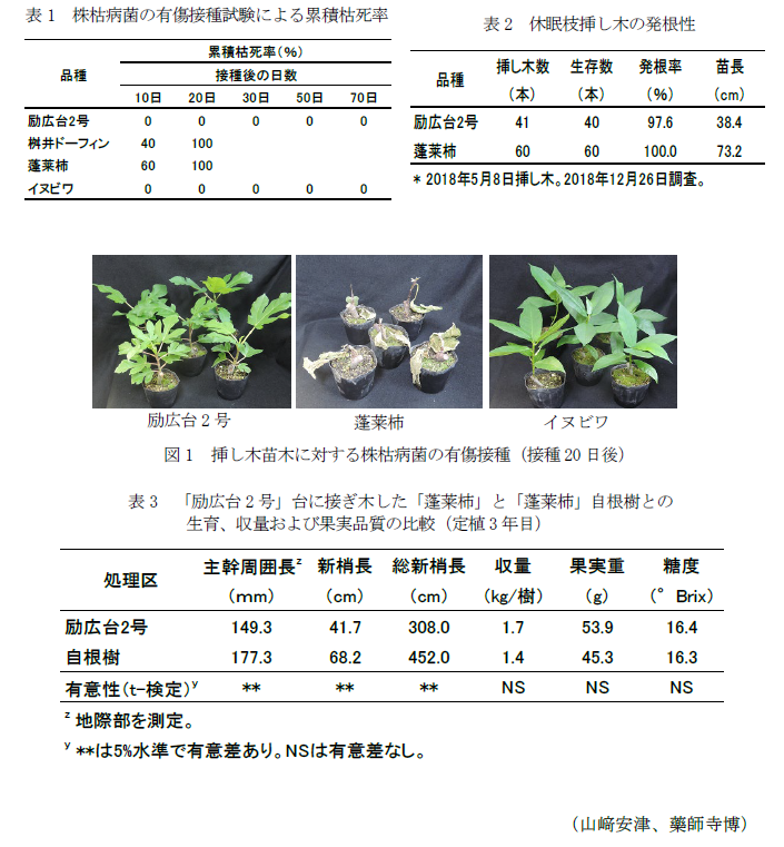 表1 株枯病菌の有傷接種試験による累積枯死率,表2 休眠枝挿し木の発根性,図1 挿し木苗木に対する株枯病菌の有傷接種(接種20日後),表3 「励広台2号」台に接ぎ木した「蓬莱柿」と「蓬莱柿」自根樹との生育、収量および果実品質の比較(定植3年目)