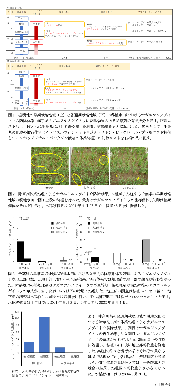 図1 温暖地の早期栽培地域(上)と普通期栽培地域(下)の移植水田におけるナガエツルノゲイトウの防除体系。,図2 除草剤体系処理によるナガエツルノゲイトウ防除効果。,図3 千葉県の早期栽培地域の現地水田における2年間の除草剤体系処理によるナガエツルノゲイトウ地上部(左)と地下部(右)への防除効果。,図4 神奈川県の普通期栽培地域の現地水田における除草剤3剤の体系処理によるナガエツルノゲイトウ防除効果。
