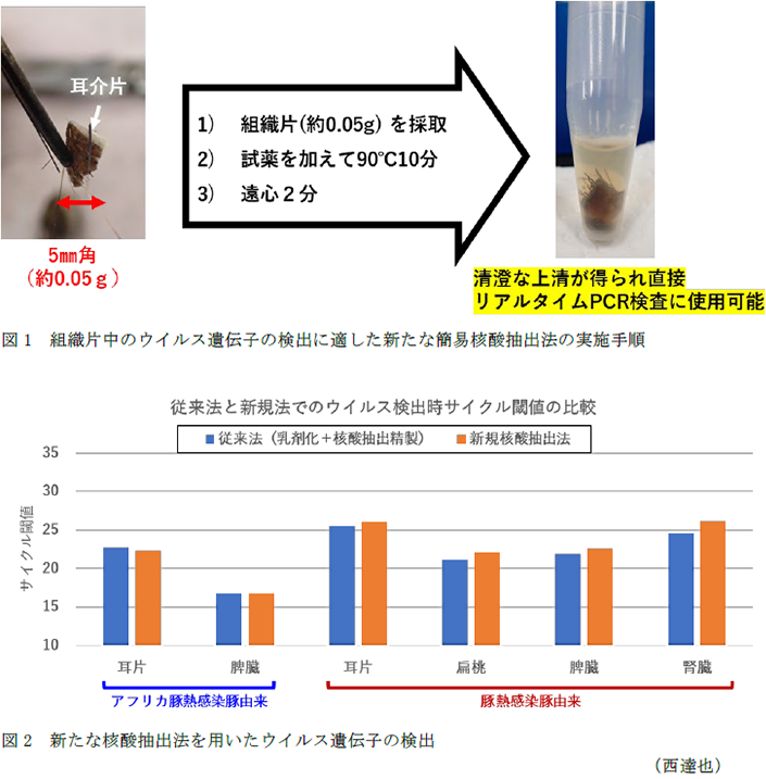図1 組織片中のウイルス遺伝子の検出に適した新たな簡易核酸抽出法の実施手順,図2 新たな核酸抽出法を用いたウイルス遺伝子の検出