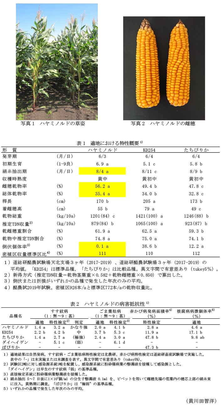 写真1 ハヤミノルドの草姿,写真2 ハヤミノルドの雌穂,表1 適地における特性概要,表2 ハヤミノルドの病害抵抗性