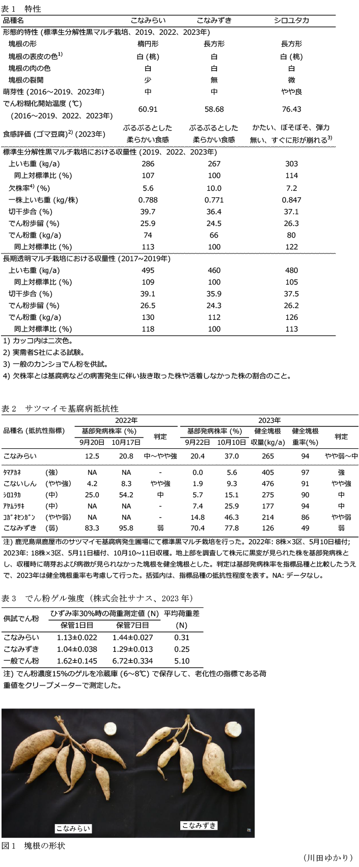 表1 特性,表2 サツマイモ基腐病抵抗性,表3 でん粉ゲル強度(株式会社サナス、2023年),図1 塊根の形状