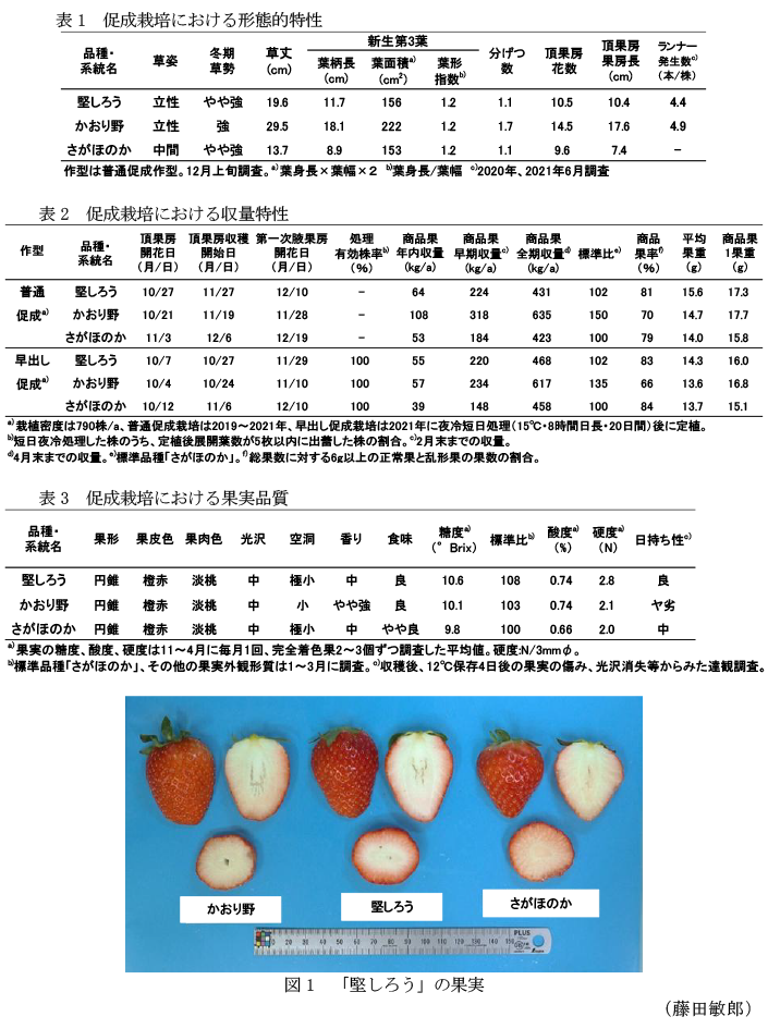 表1 促成栽培における形態的特性,表2 促成栽培における収量特性,表3 促成栽培における果実品質,図1 「堅しろう」の果実