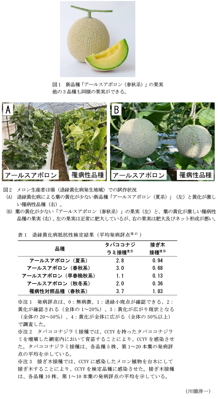 図1 新品種「アールスアポロン(春秋系)」の果実,図2 メロン生産者ほ場(退緑黄化病発生地域)での試作状況,表1 退緑黄化病抵抗性検定結果