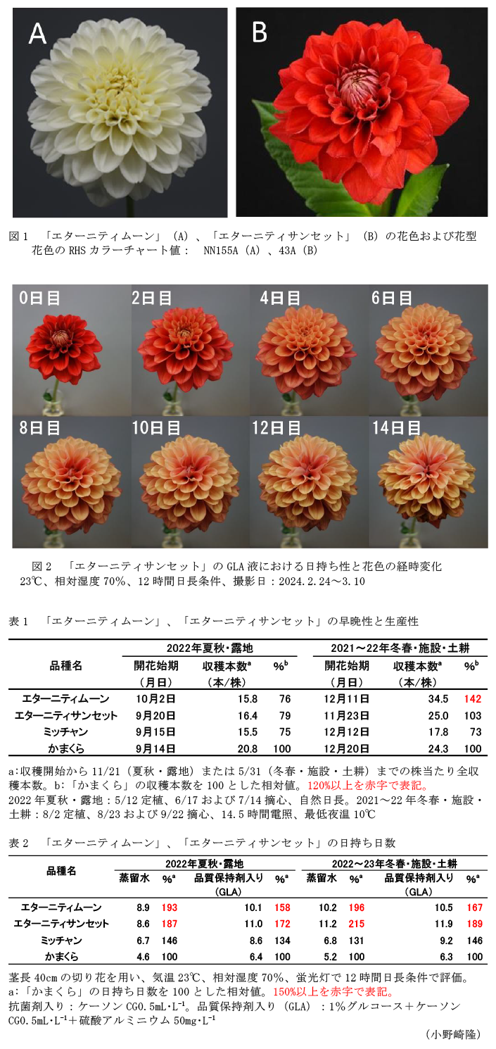 図1 「エターニティムーン」(A)、「エターニティサンセット」(B)の花色および花型,図2 「エターニティサンセット」のGLA液における日持ち性と花色の経時変化,表1 「エターニティムーン」、「エターニティサンセット」の早晩性と生産性,表2 「エターニティムーン」、「エターニティサンセット」の日持ち日数